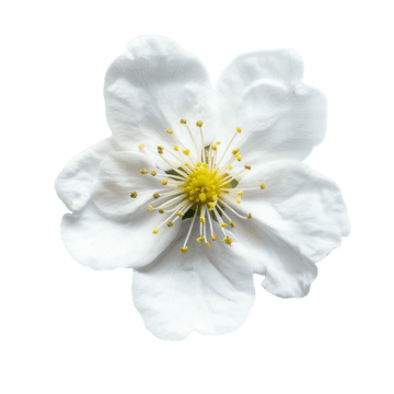 Water Jasmine