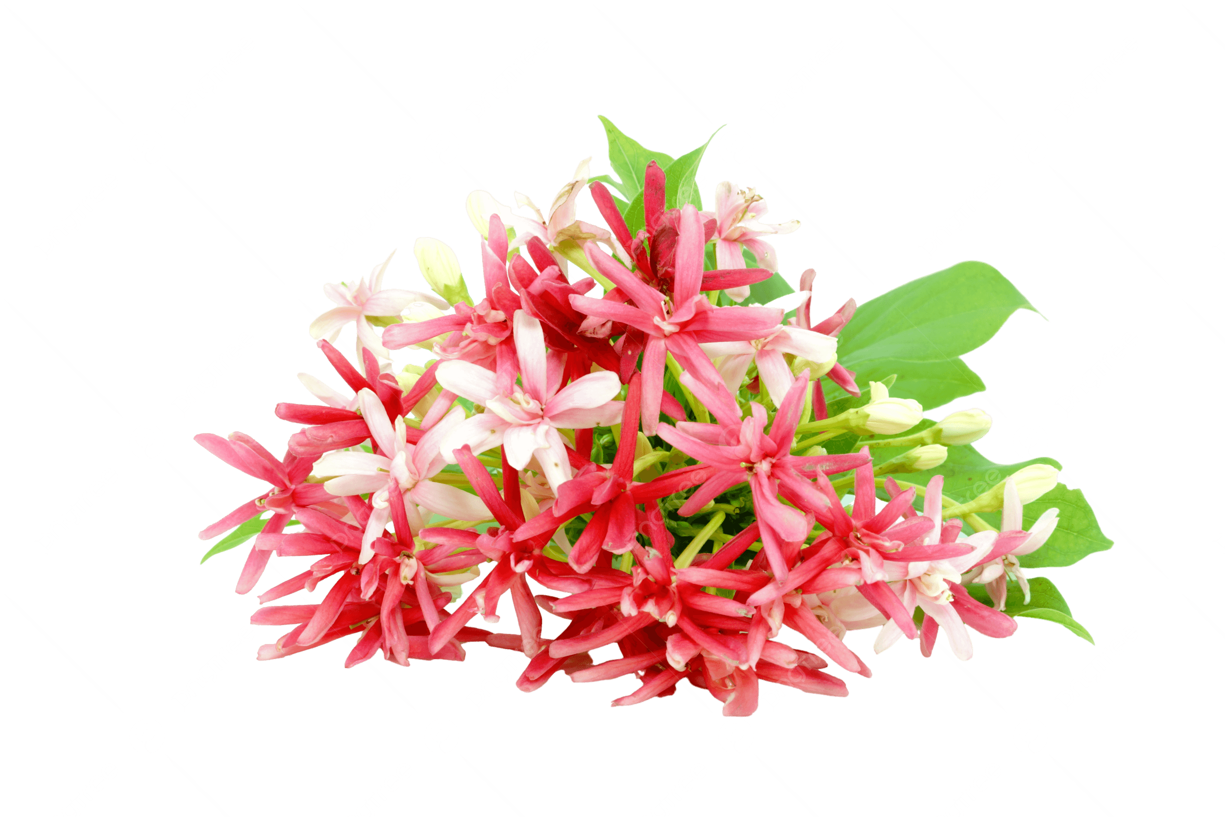Rangoon Creeper