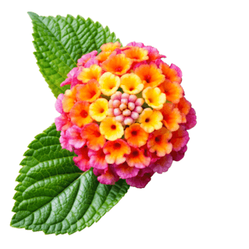 Lantana