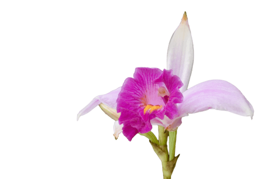 Wild Orchid