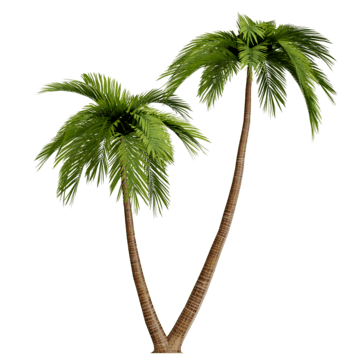 Palm Tree