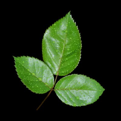Rose Leaf