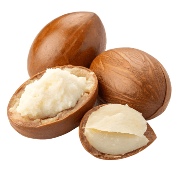 Shea Nuts