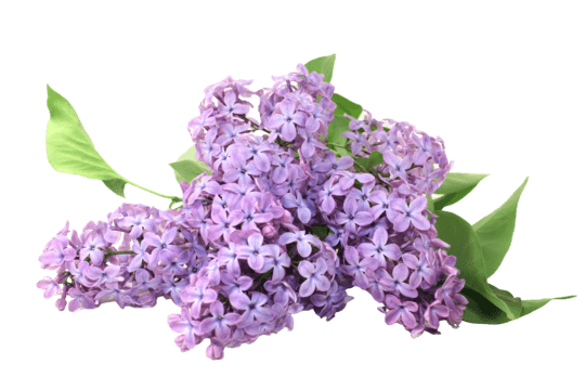 Syringa