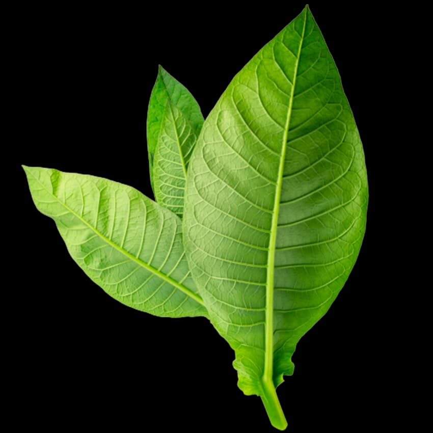 Tonka Leaf
