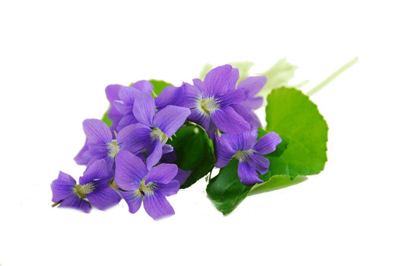 Violet Leaf