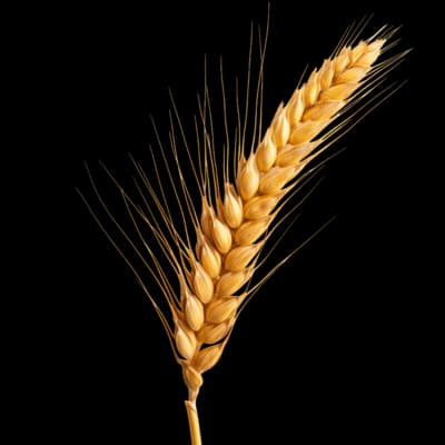 Wheat