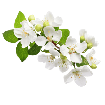 White Flowers