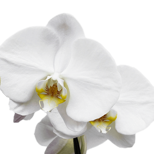 White Orchid