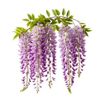 Wisteria