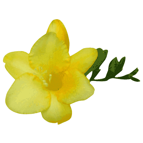 Yellow Freesia