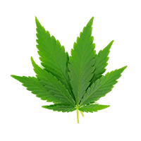 Cannabis