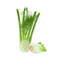 Fennel