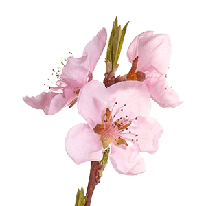 Nectarine Blossom