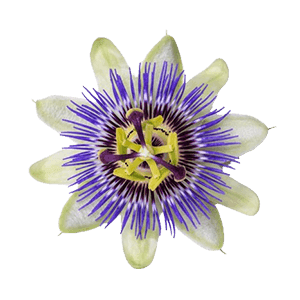 Passion Flower