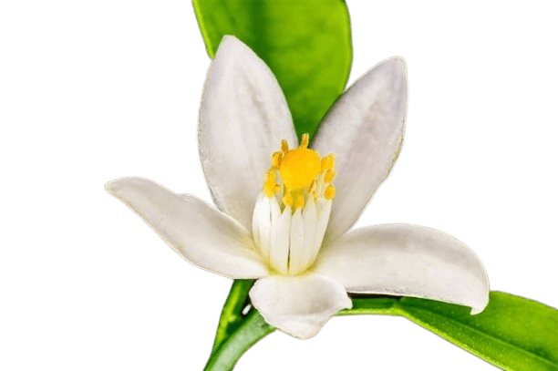 Grapefruit Blossom