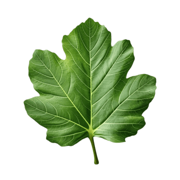 Fig Leaf