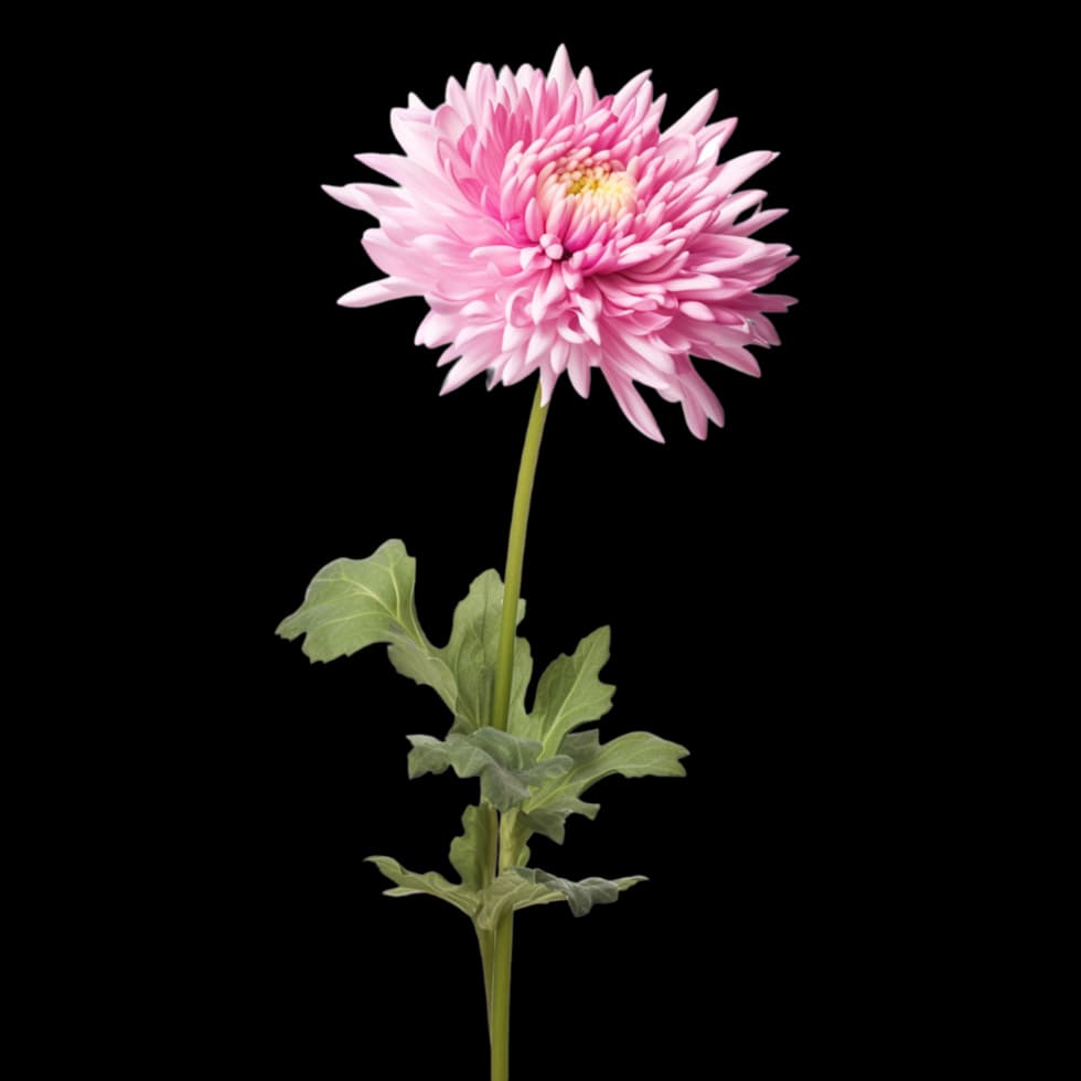 Chrysanthemum