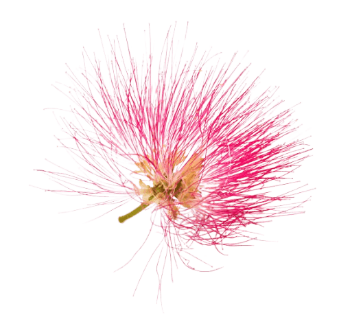 Silk Tree Blossom