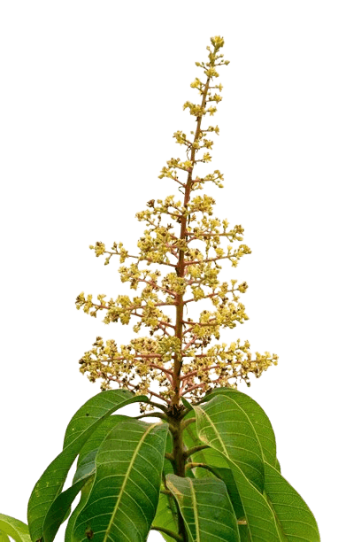 Mango Blossom
