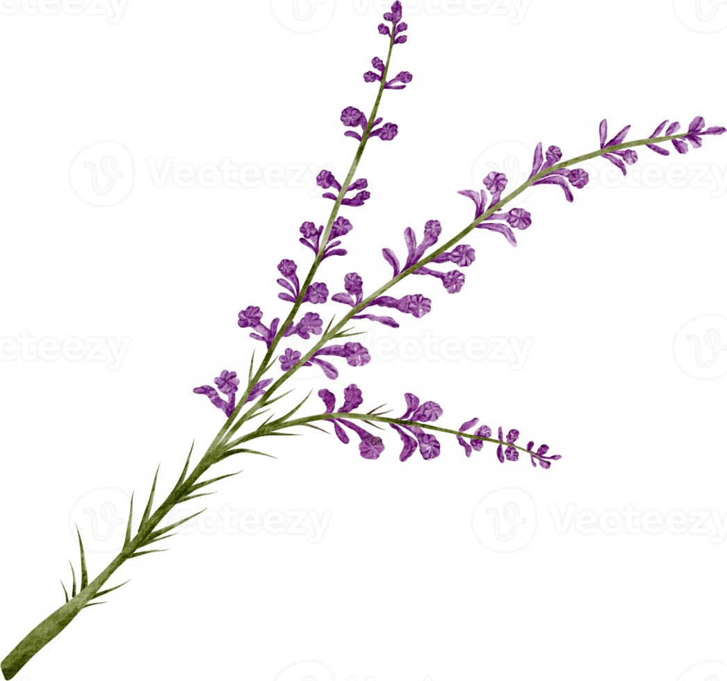 Vervain