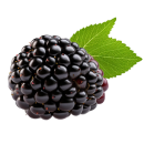 blackcurrant