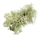 oakmoss