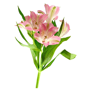 Floral - Alstroemeria