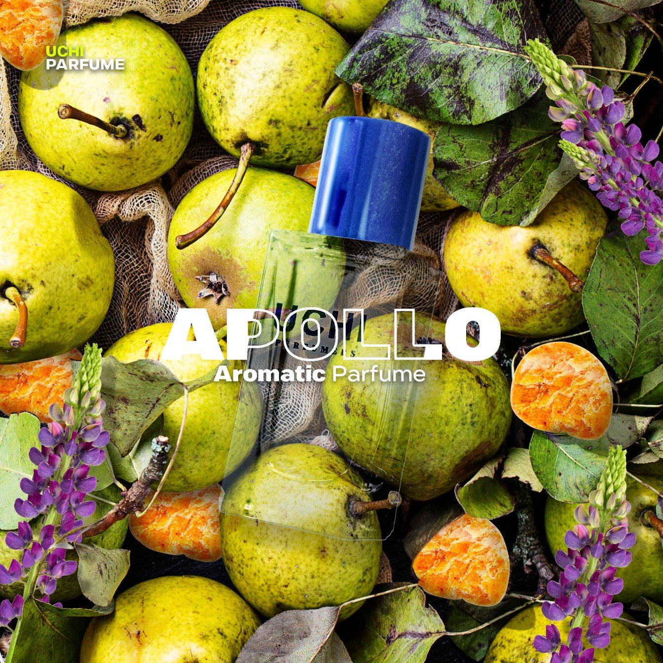 Apollo : Fresh - Aromatic