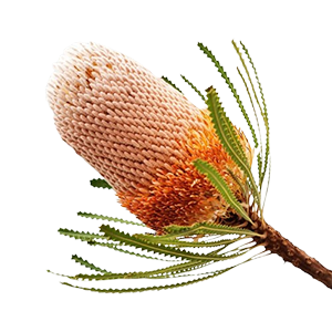 Floral - Banksia Australian