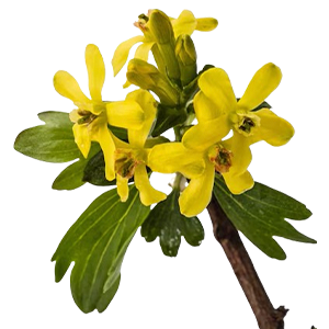 Floral - Black Currant Blossom