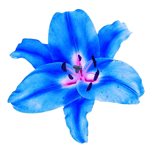 Floral - Blue Lilies