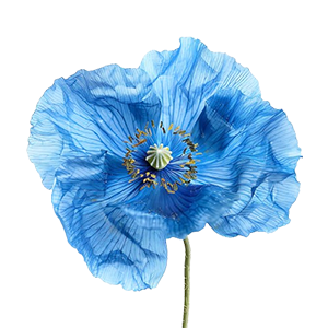 Floral - Blue Poppy