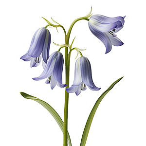 Floral - Bluebell