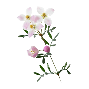 Floral - Boronia