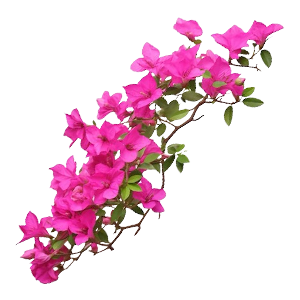 Floral - Bougainvillea