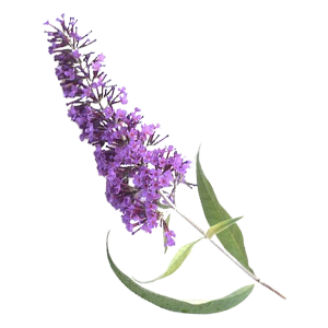 Floral - Buddleia