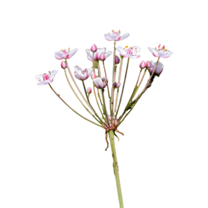 Floral - Butomus Umbellatus