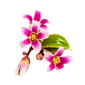 Floral - Carambola Blossom