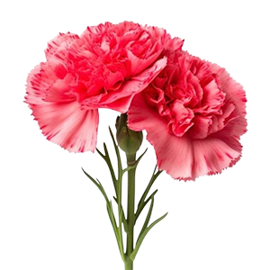 Floral - Carnation