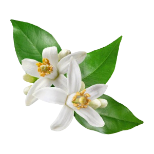 Floral - Chinotto Blossom