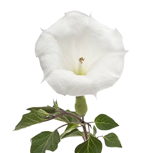 Floral - Datura