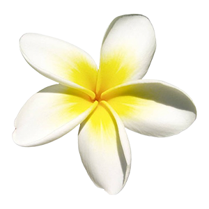 Floral - Frangipani