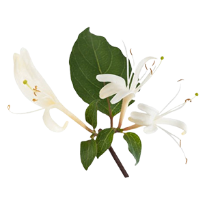 Floral - Honeysuckle