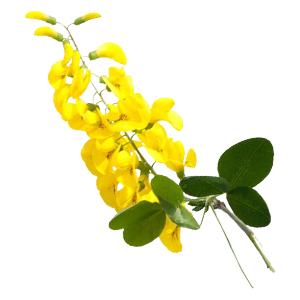 Floral - Laburnum