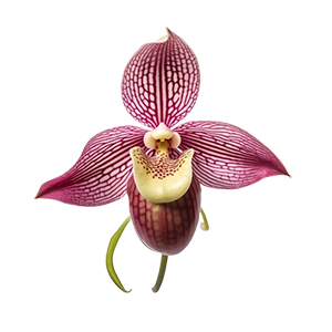 Floral - Lady Slipper Orchid