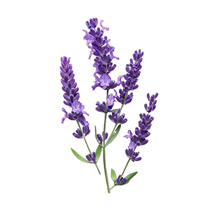 Floral - Lavender