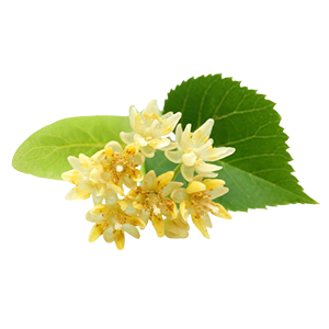 Floral - Lime (Linden) Blossom