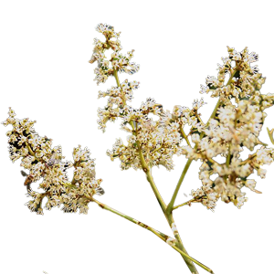 Floral - Litchi Blossom