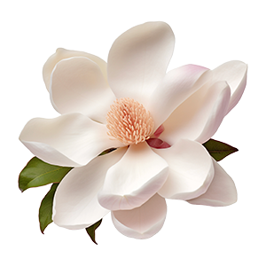 Floral - Magnolia